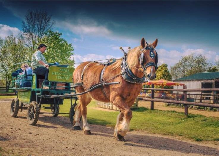 Dorset Heavy Horse Farm Park景点图片