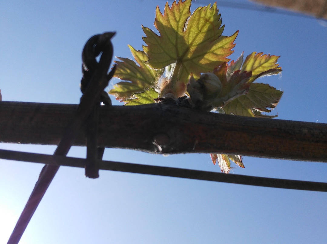 Eraldo Revelli Azienda Agricola景点图片