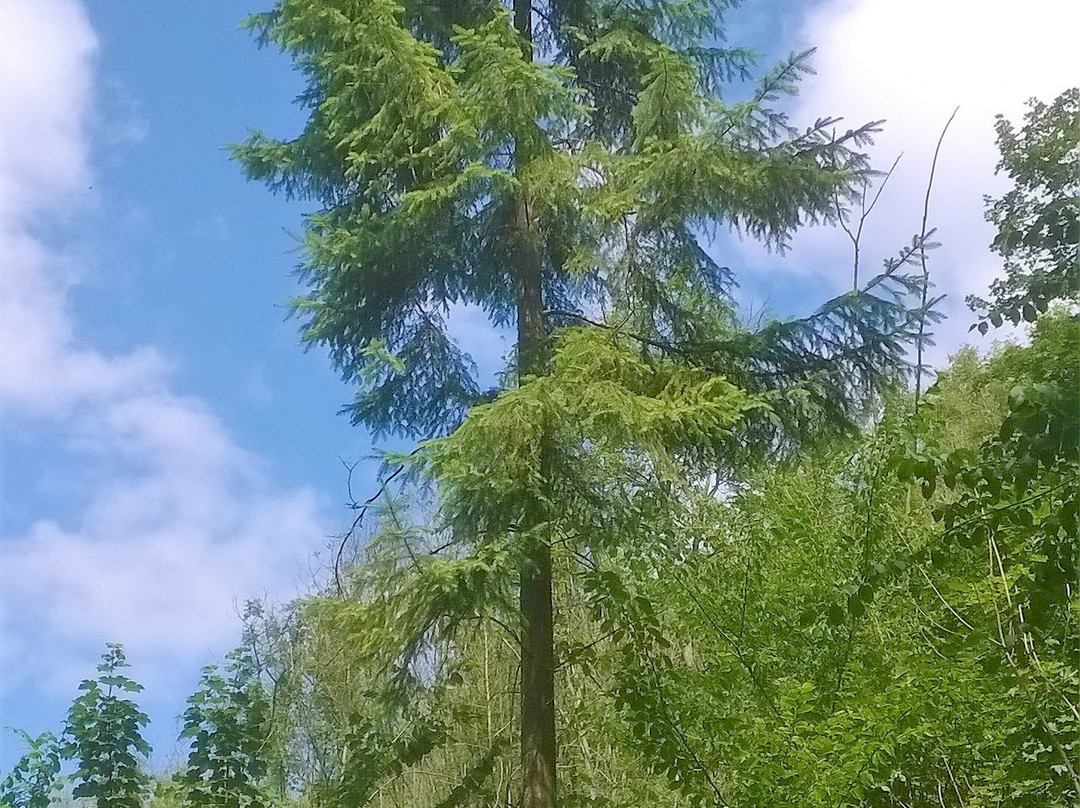 Millington Woods景点图片