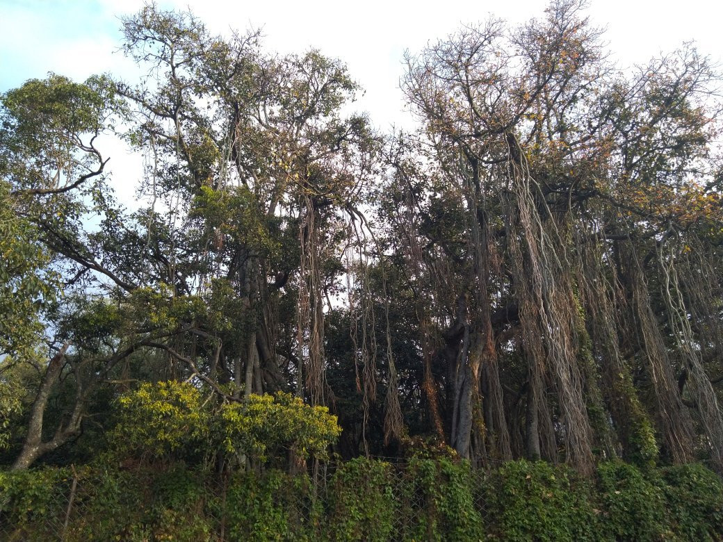 Marayoor Holidays主图