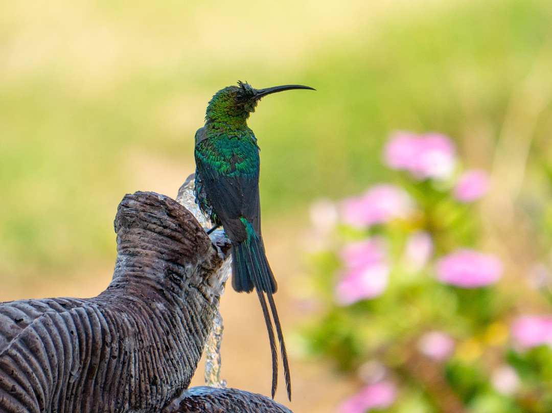 Wind-Rose Guest House主图