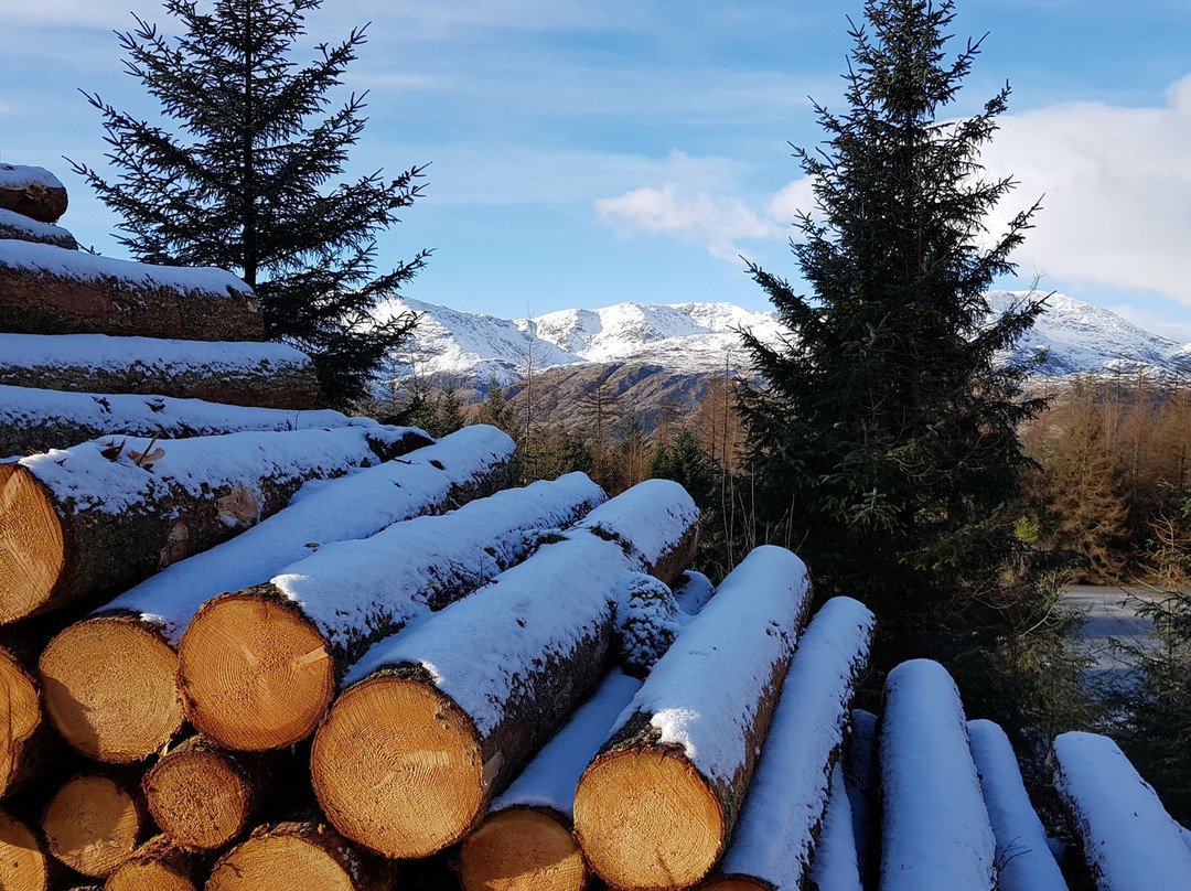 Grizedale Mountain Bikes景点图片
