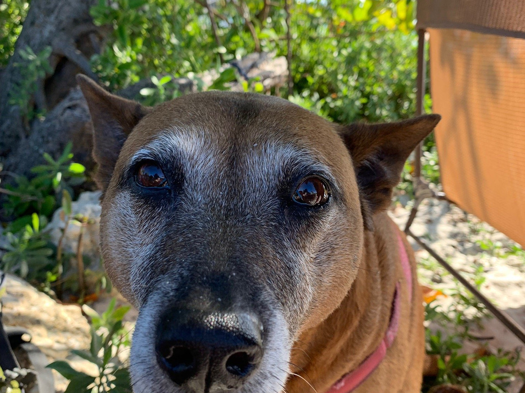Rickenbacker Causeway Beach-比斯坎湾必去景点