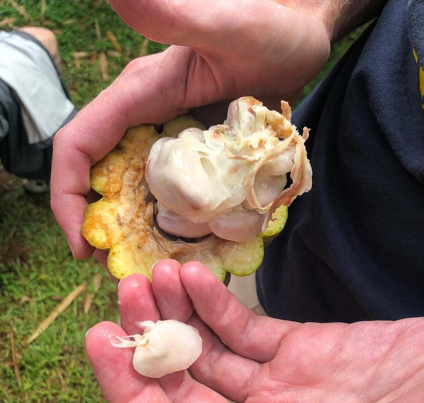 Lydgate Farms Kauai Chocolate-卡帕阿必去景点