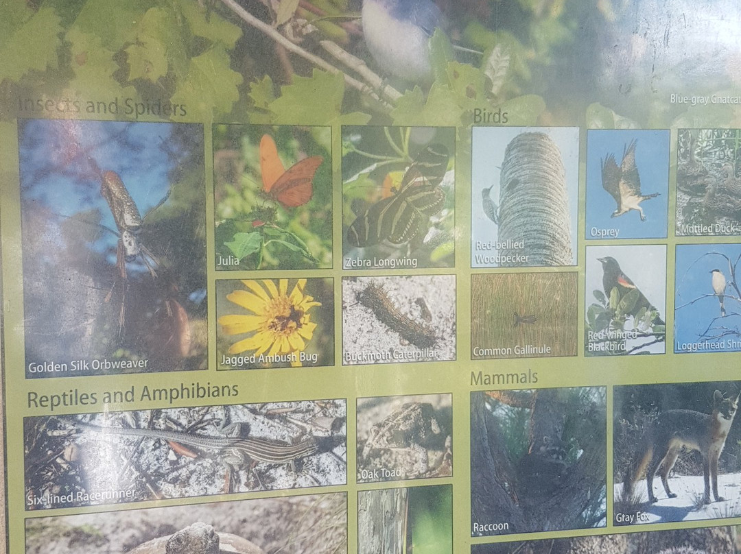 Yamato Scrub Natural Area-博卡拉顿必去景点