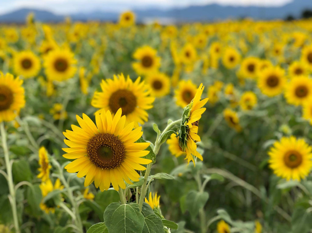 Hananoumi-山阳小野田市必去景点