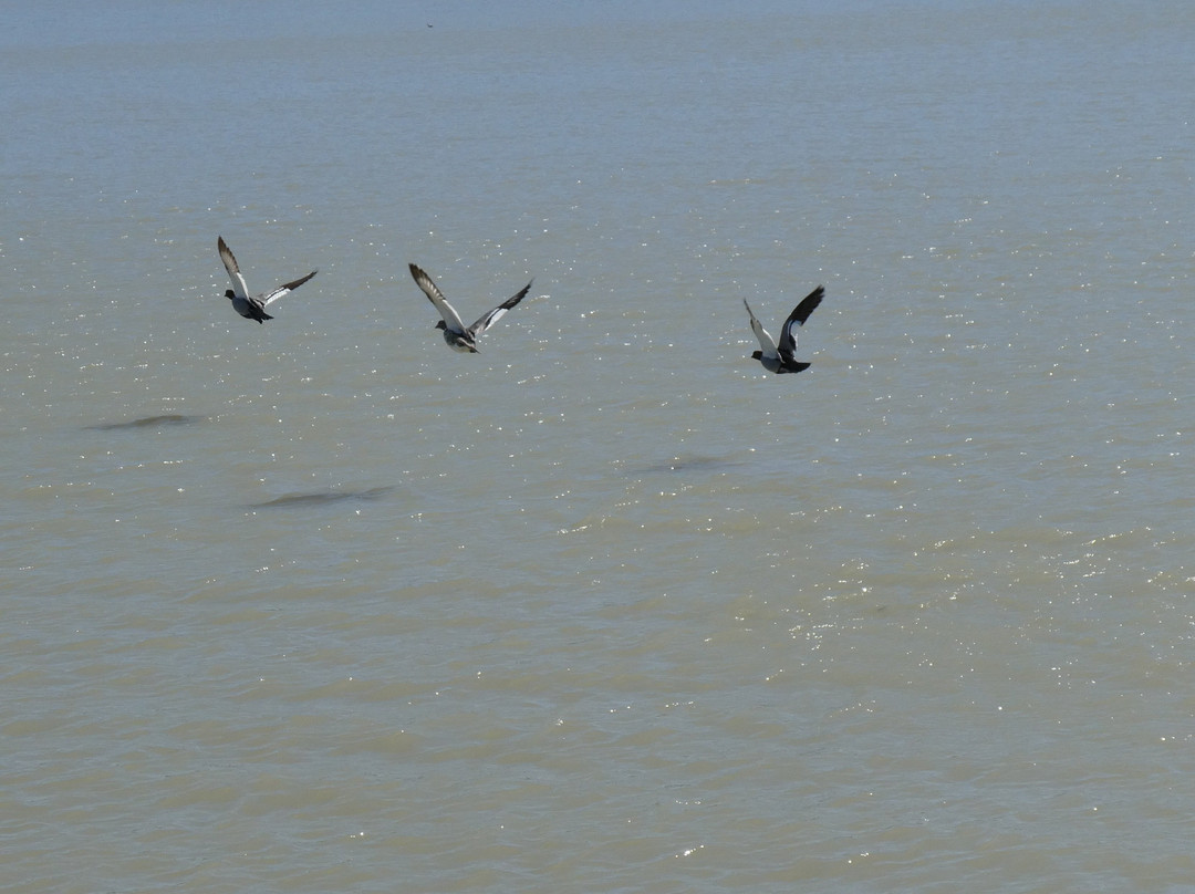 Unforgettable Houseboats-Mannum必去景点