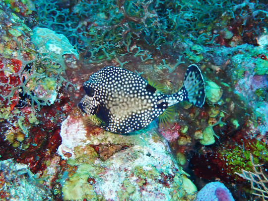 Aquanauts Dive Shop-阿范特拉斯港必去景点