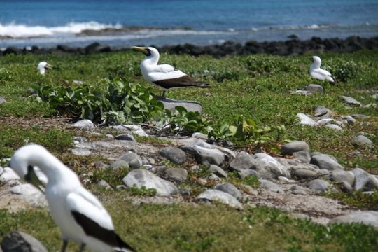 Abrolhos Marine National Park-Alcobaca必去景点