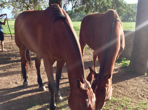 Xperience by Horse-塔林必去景点