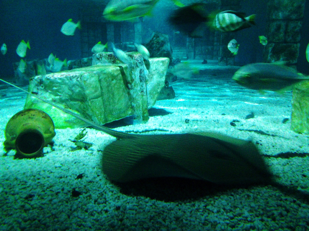 Erlebnispark Meeresaquarium景点图片