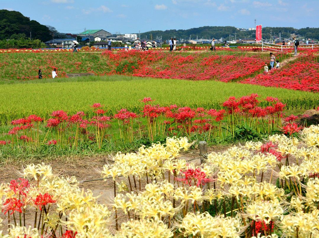 Yakachi River-半田市必去景点