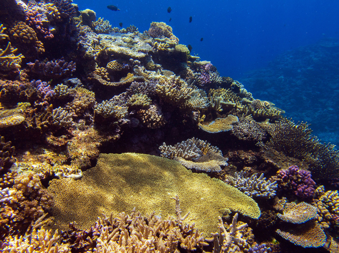 Dive Fiji景点图片