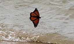 Southwick Beach State Park-Henderson必去景点
