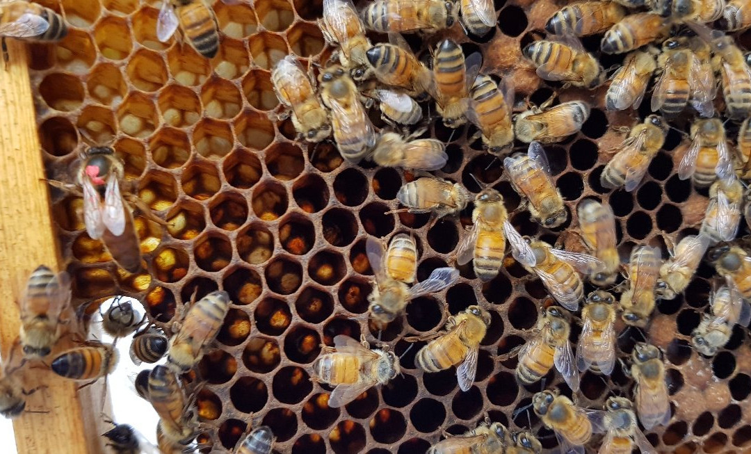 Beekeeping Class Newcastle - Hands On景点图片