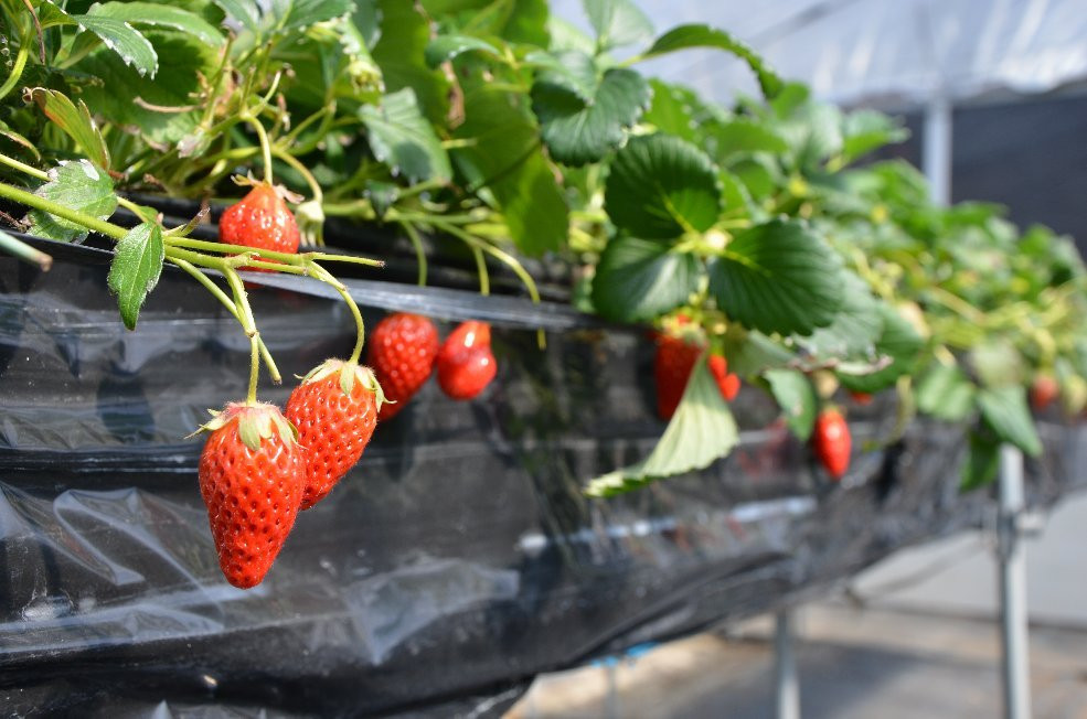 Koka Strawberry House-甲贺市必去景点
