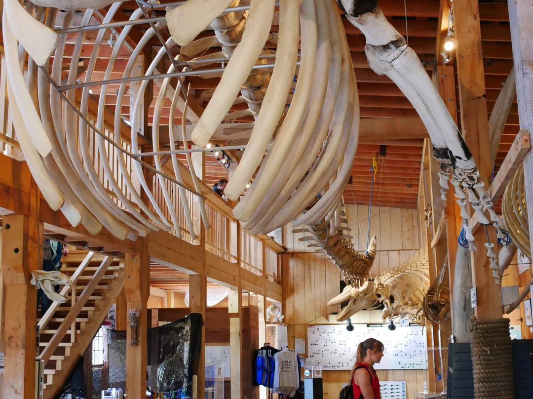 The Whale Interpretive Centre景点图片