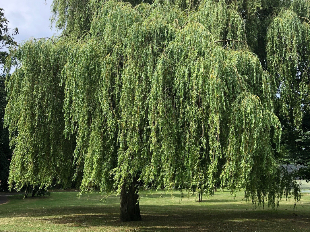 Central Park景点图片