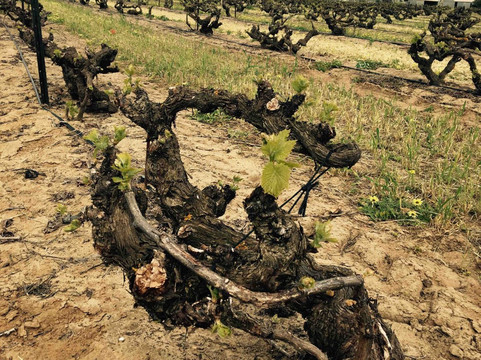 Wine Legends-巴罗莎山谷必去景点