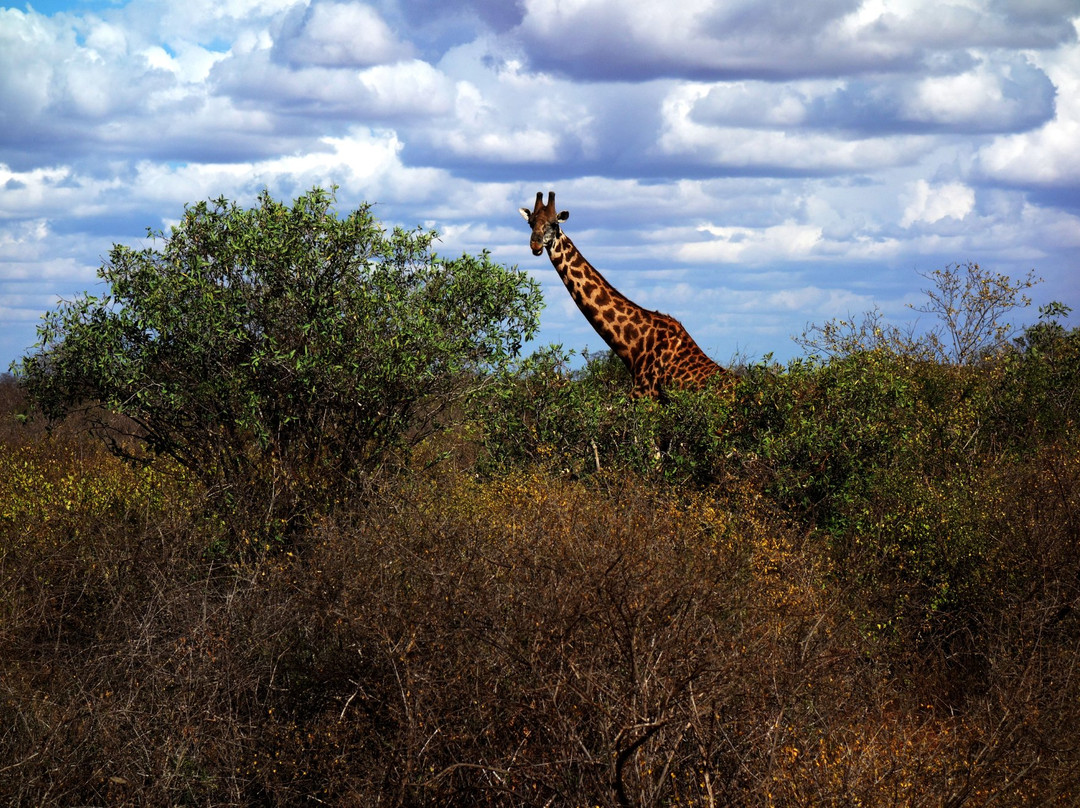 Funtimes African Safaris景点图片