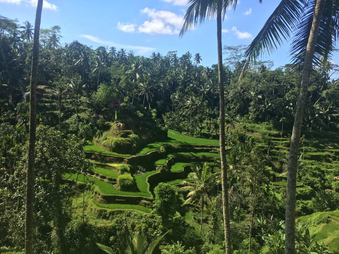 Bali Exclusive Experience景点图片