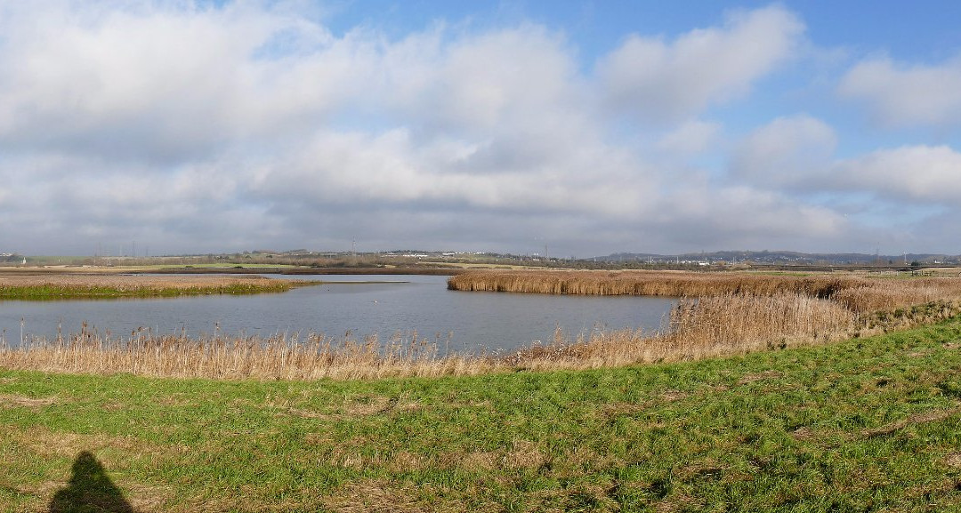 RSPB Bowers Marsh景点图片