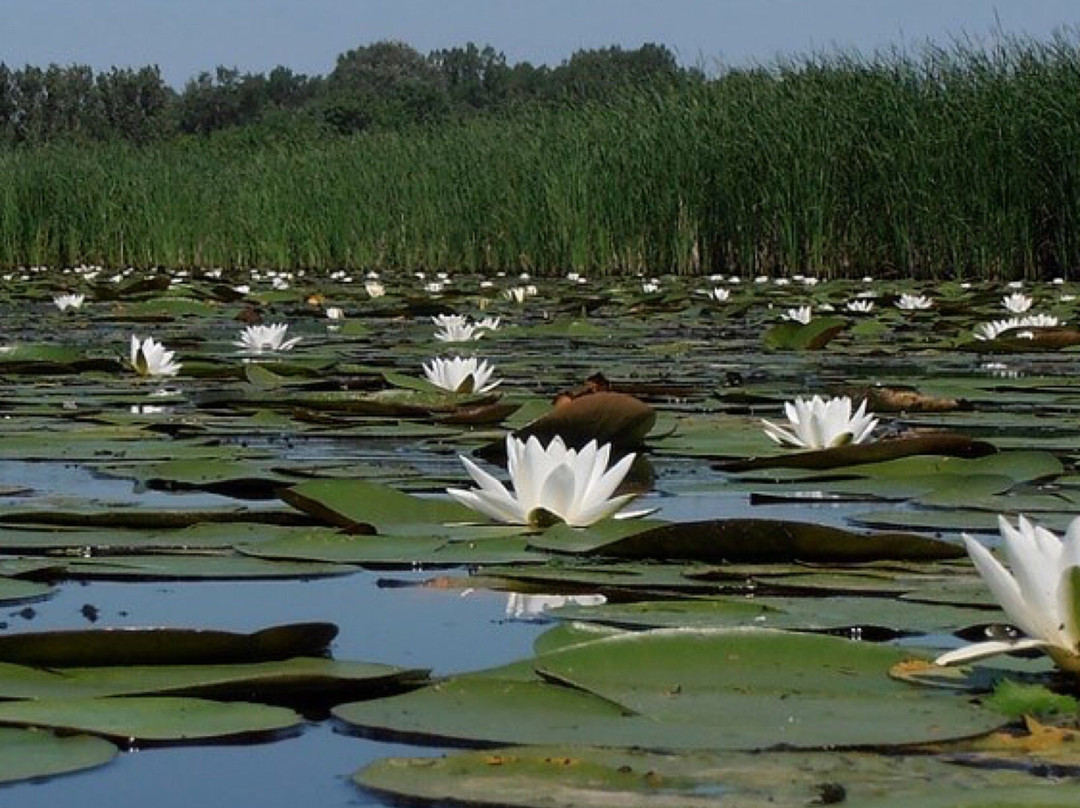 NatuurCamp-inn Tisza-To