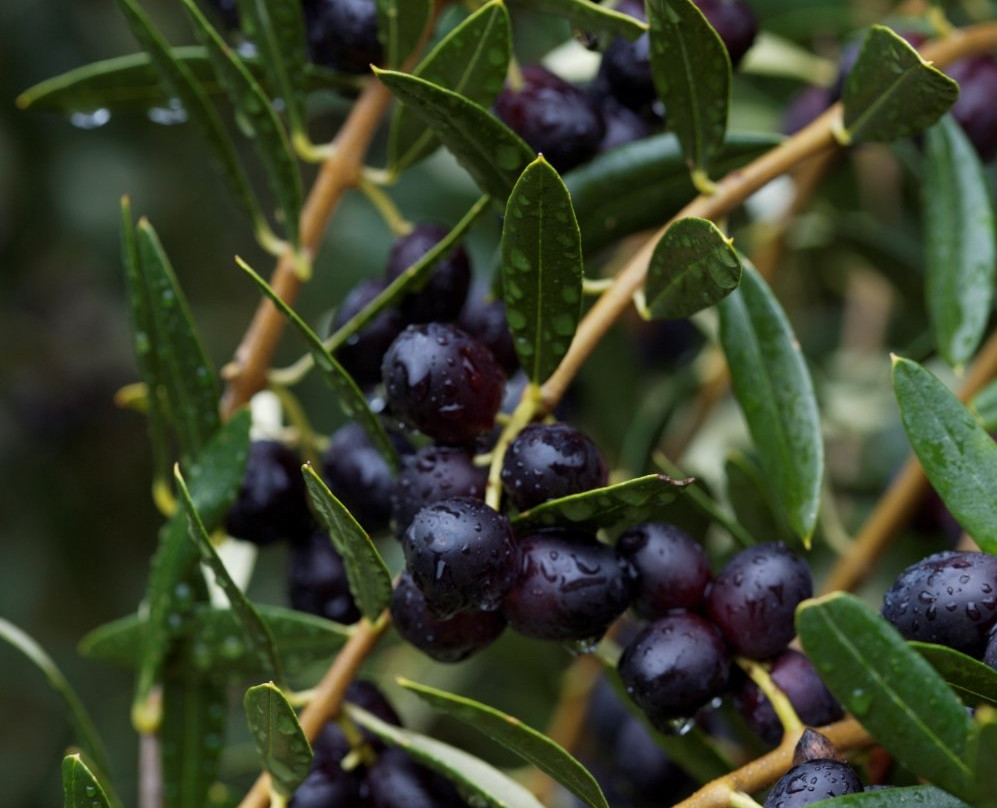 Simunovich Olive Estate-Bombay必去景点