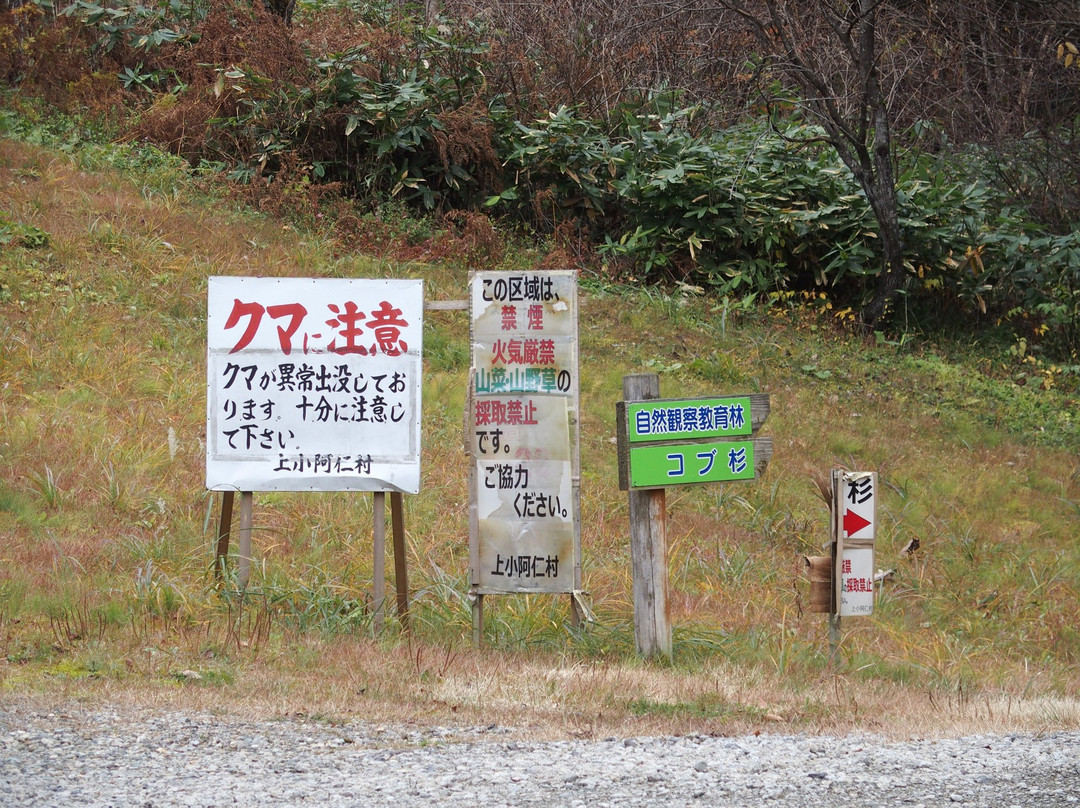 Kamiouchisawa Nature Observation Training Forest-上小阿仁村必去景点