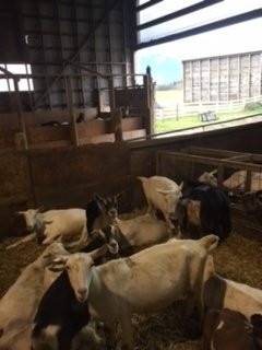 The Farm House Natural Cheeses-阿加斯市必去景点