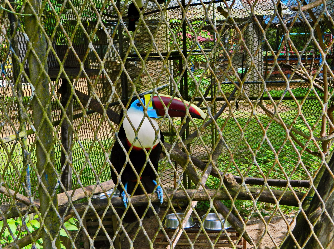 Paramaribo Zoo景点图片