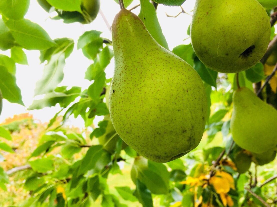 Yokoyama Fruit Farm-网走市必去景点