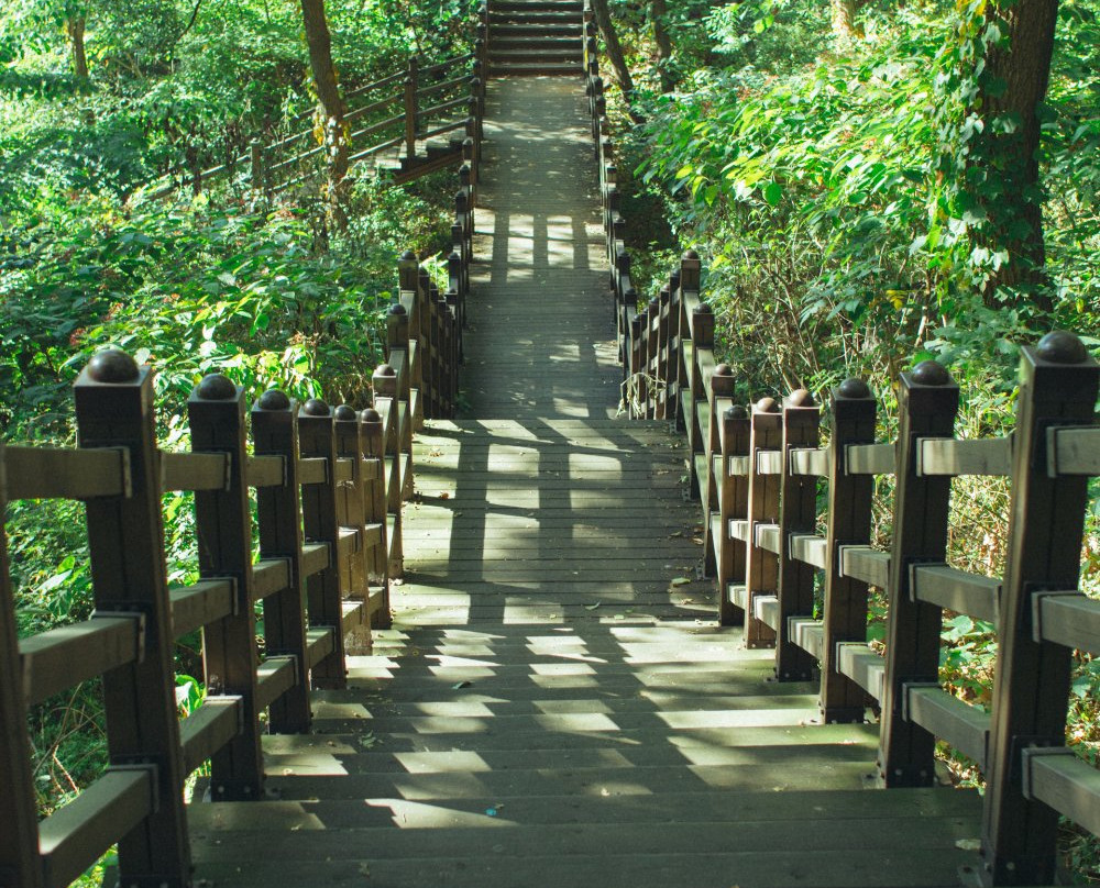 Yonin Natural Recreation Forest-龙仁市必去景点