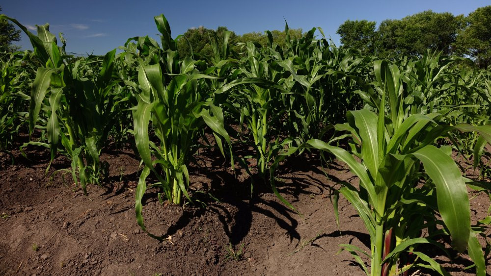 Rio Grande Farm Park-阿拉莫萨必去景点