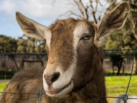 Experience Tours SA-阿德莱德必去景点