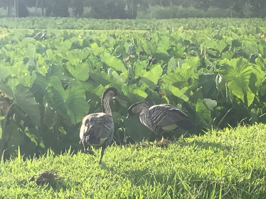 Hanalei National Wildlife Refuge-哈纳雷伊必去景点