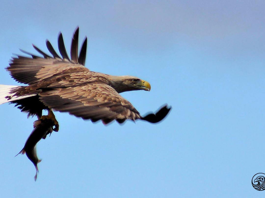 Fotołowy  - Orły z Bliska (Eagles of the Oder Delta )景点图片