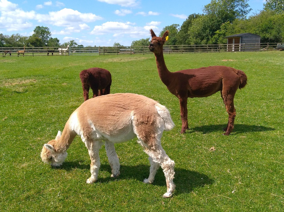 Simply Alpaca景点图片