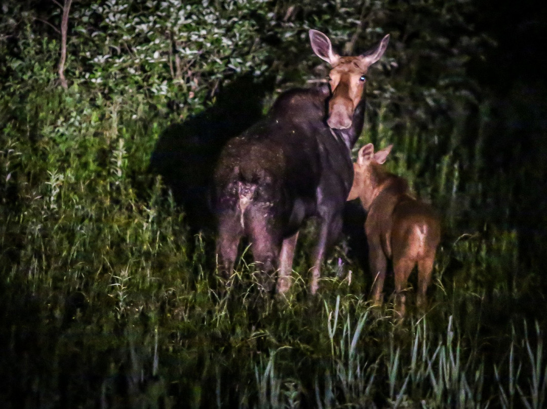Gorham Moose Tours-Gorham必去景点