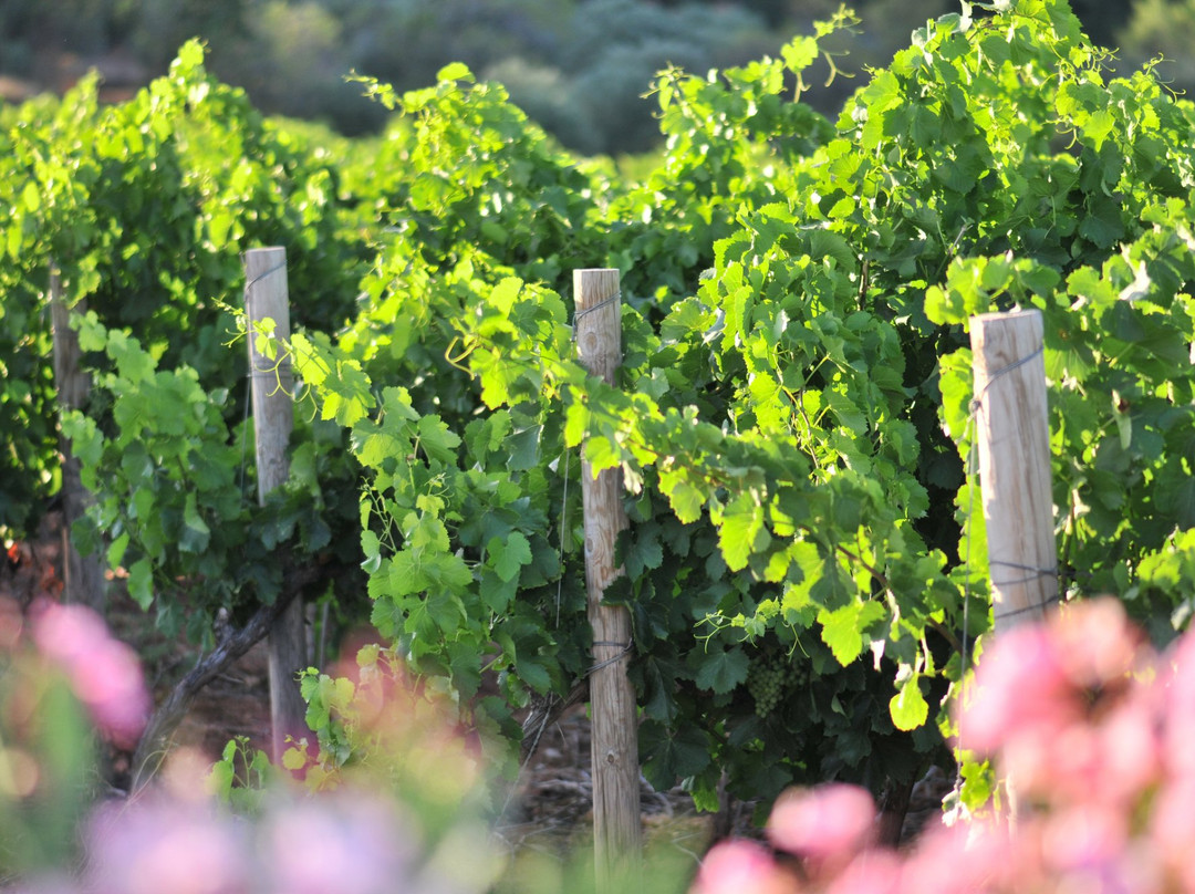 Domaine De Canta Rainette-La Motte必去景点