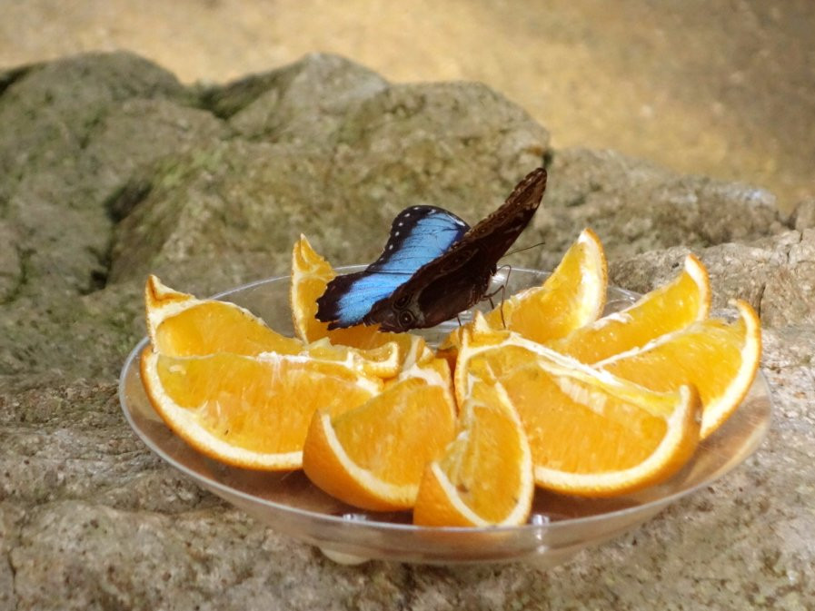 Butterfly World Coombs景点图片