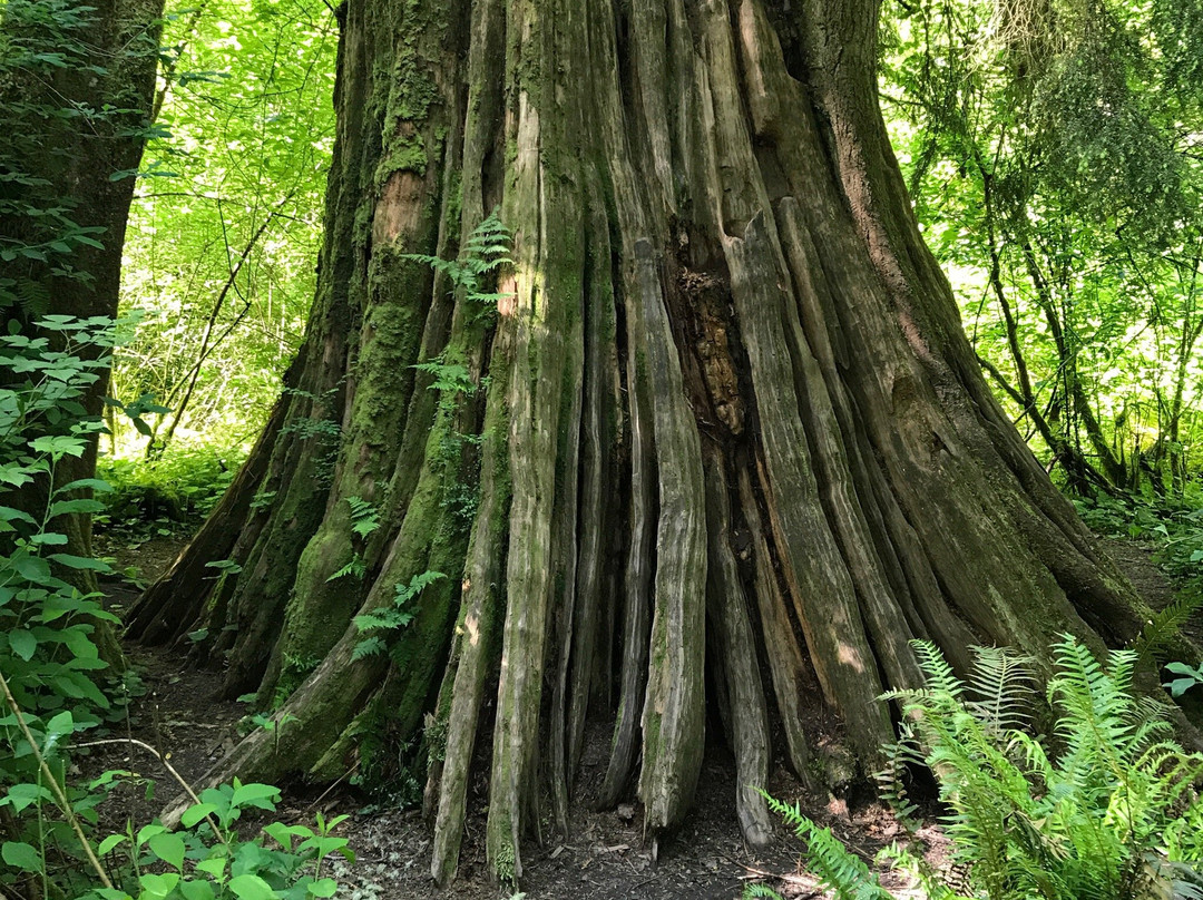 Meadowdale Beach Park-埃德蒙兹必去景点