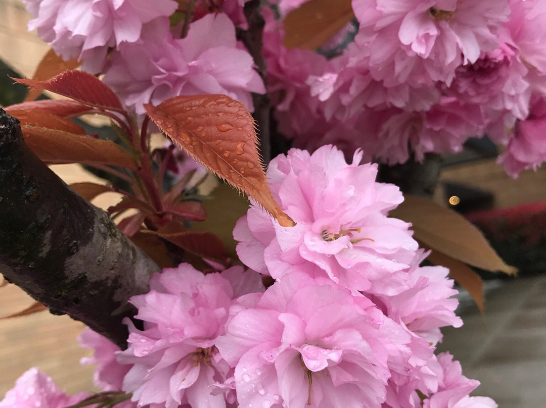 Kitsap Mall-Silverdale必去景点