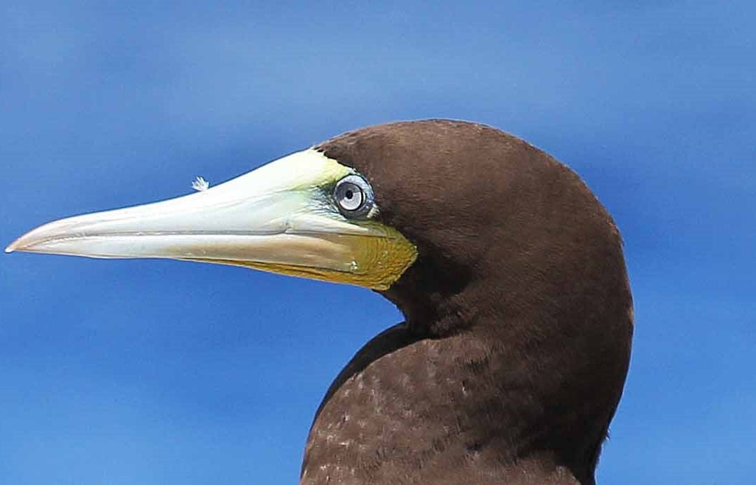 The Bluff-Cayman Brac必去景点