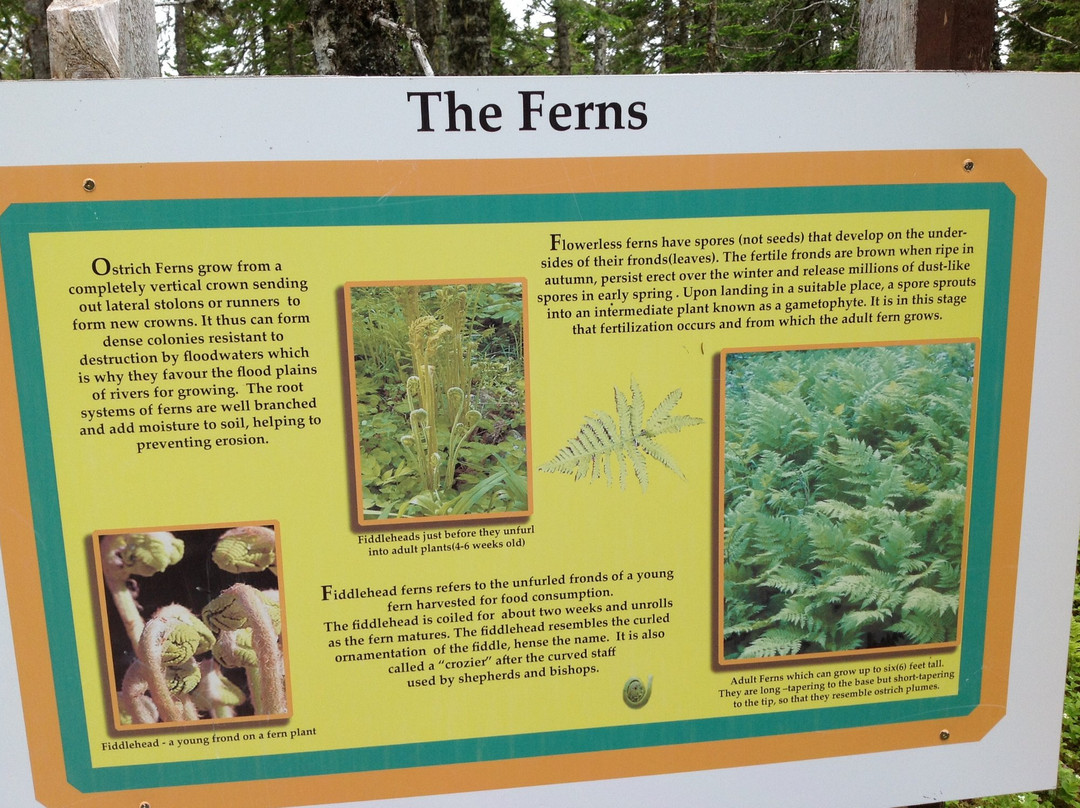 Underground Salmon Pool Trails-Main Brook必去景点