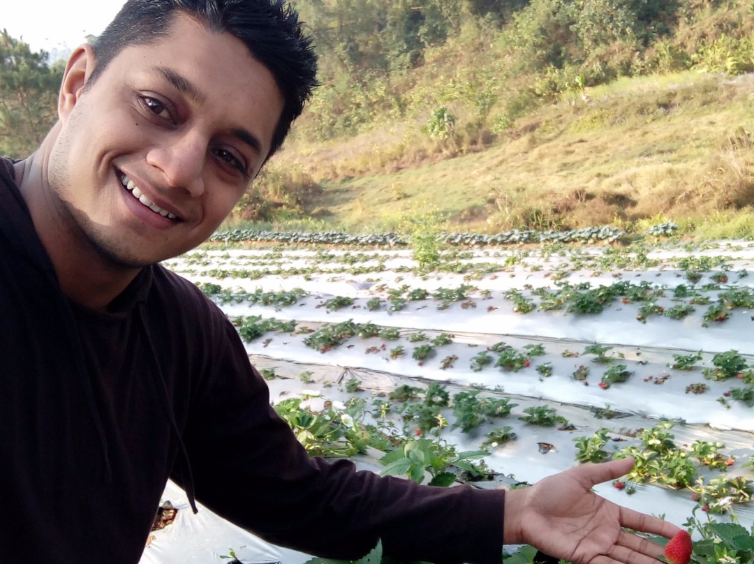 Sohliya Strawberry Farm景点图片