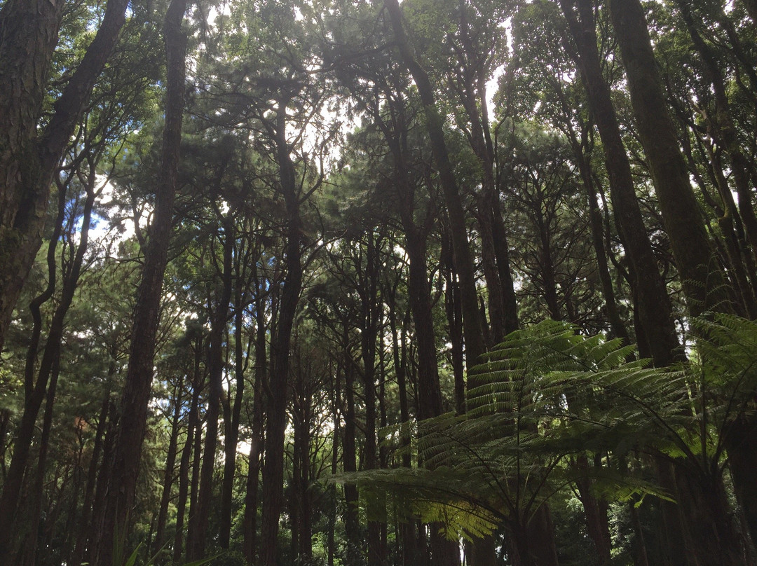 Sophie Nature Walk-Vacoas必去景点