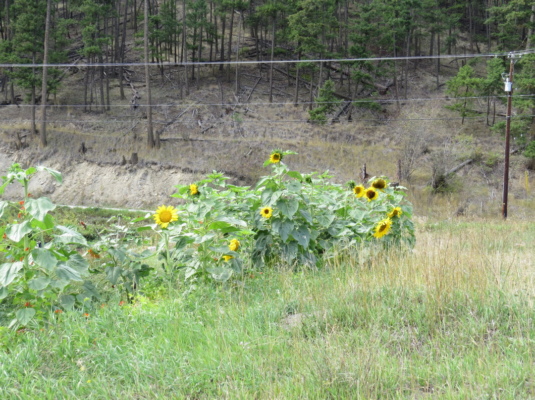 Labyrinth Farm-坎卢普斯必去景点