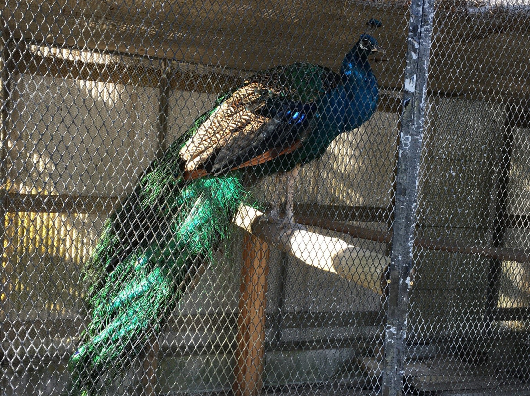 Tateyama Forest of Wild Birds-馆山市必去景点