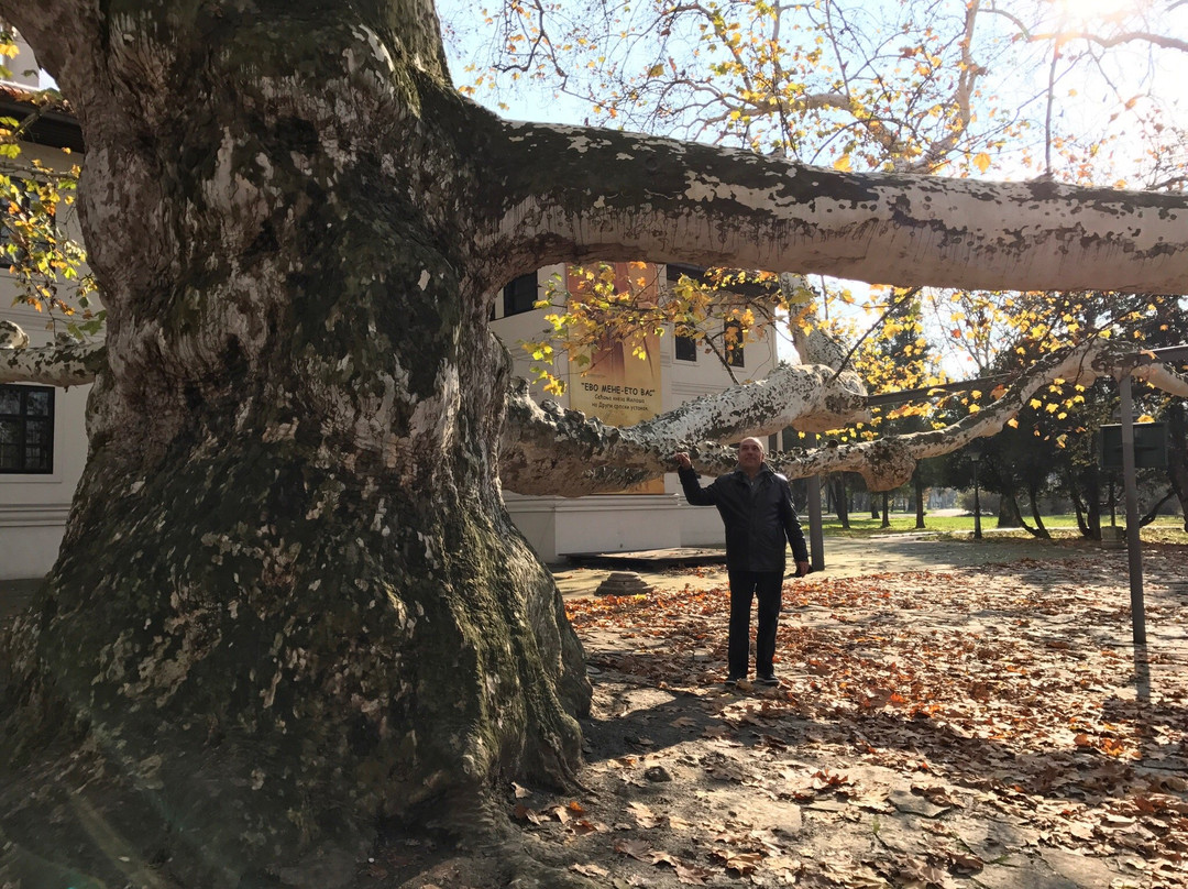 London plane tree-贝尔格莱德必去景点